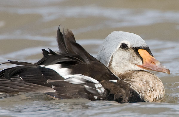 king eider