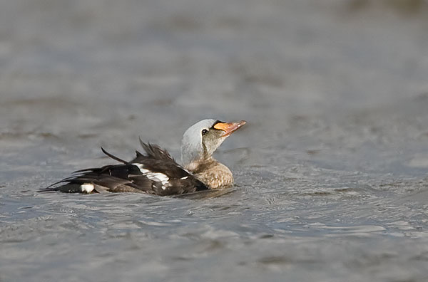 king eider