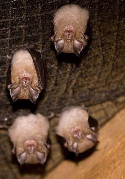 lesser horseshoe bats