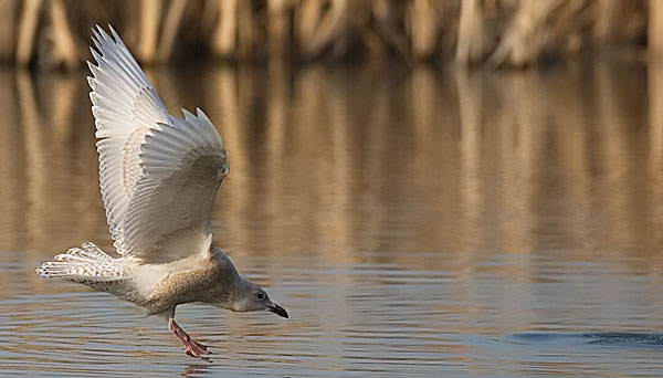 Iceland gull