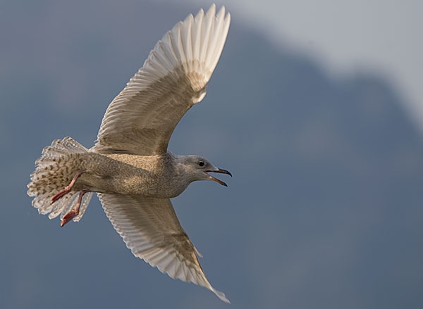 Iceland gull