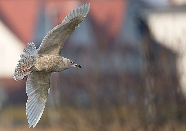Iceland gull