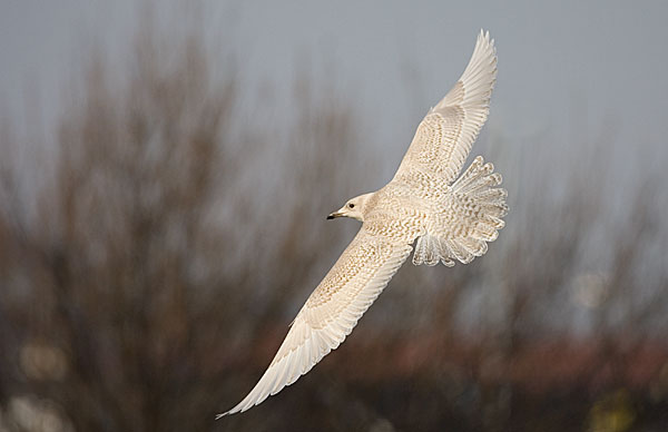 Iceland gull
