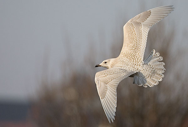 Iceland gull