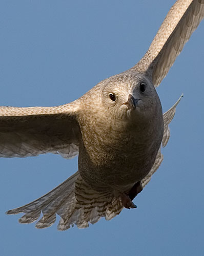 Iceland gull