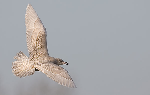 Iceland gull