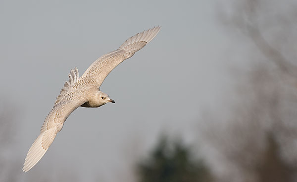 Iceland gull