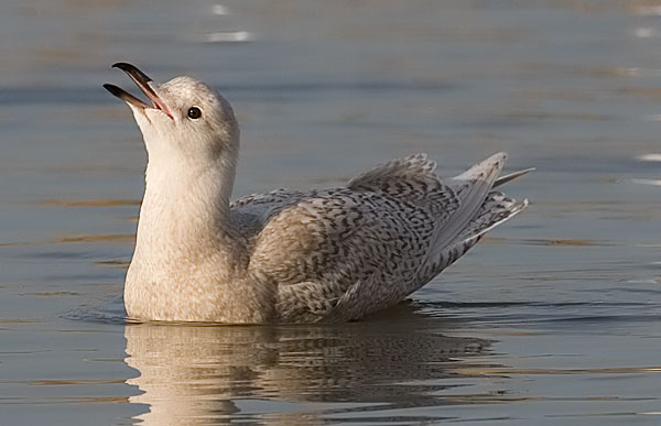 Iceland gull