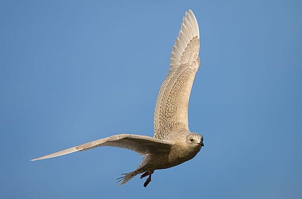Iceland gull