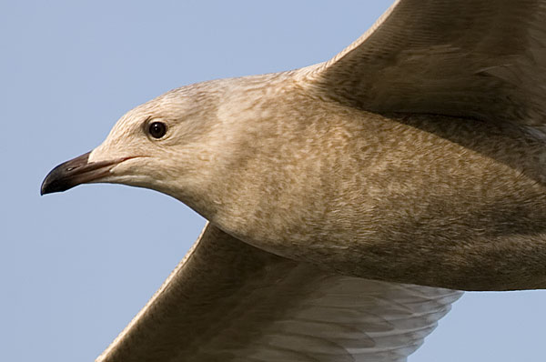 Iceland gull