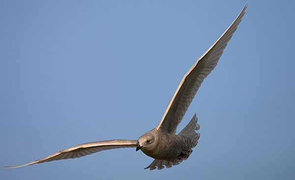 Iceland gull