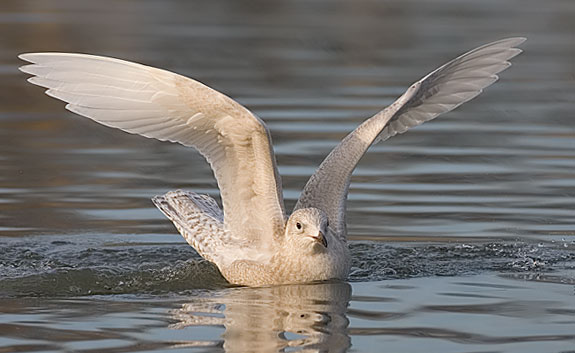 Iceland gull