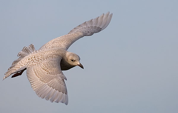 Iceland gull