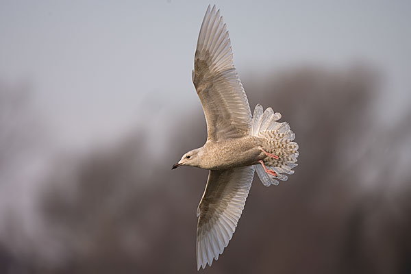 Iceland gull