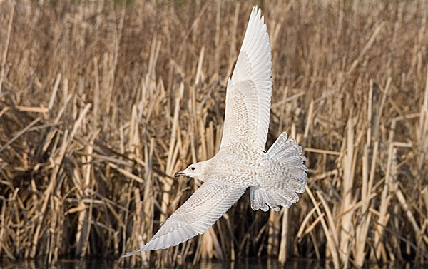 Iceland gull