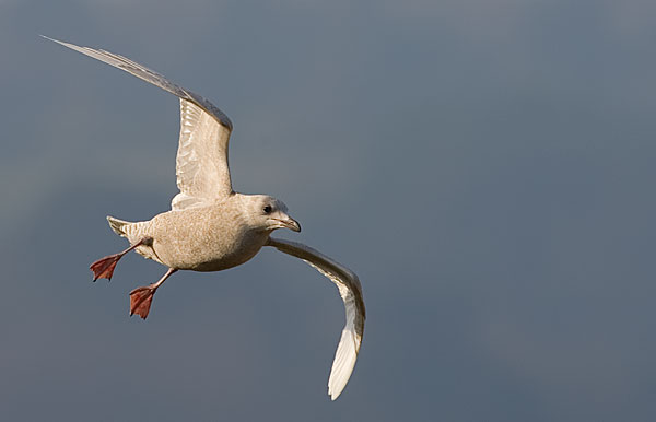 Iceland gull