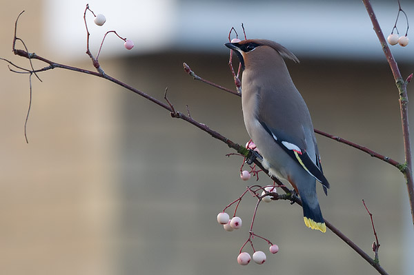 waxwing