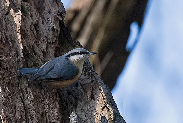 nuthatch