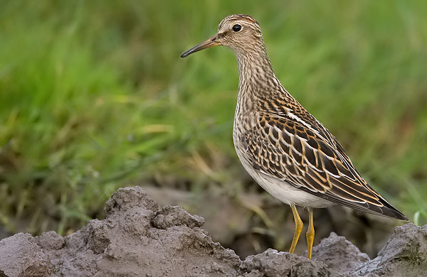 pectoral sandpiper