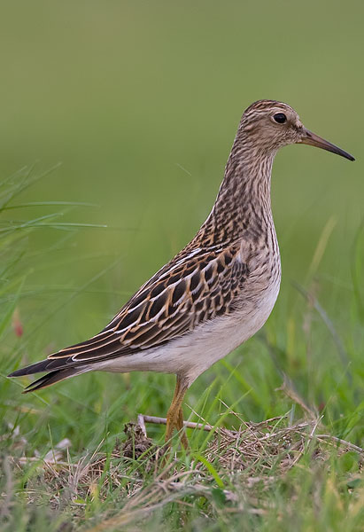 pectoral sandpiper