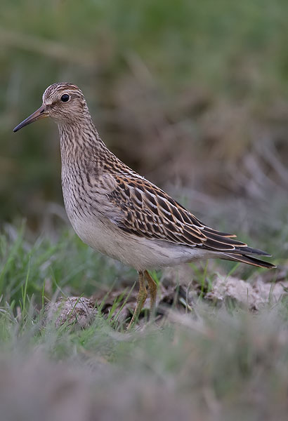 pectoral sandpiper