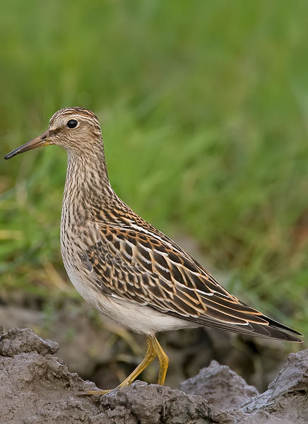 pectoral sandpiper