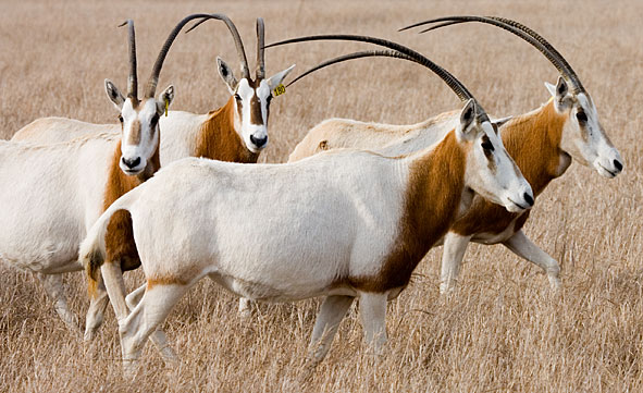 scimitar-horned oryx