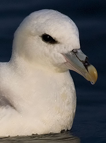 Fulmar