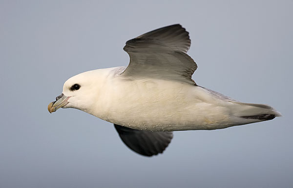 Fulmar