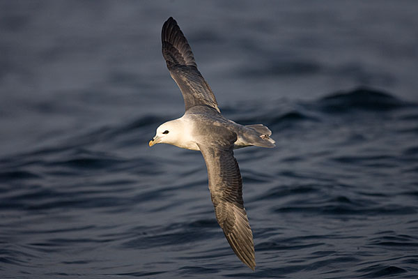 Fulmar