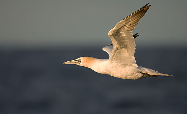 Gannet