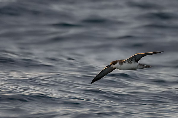 Great shearwater