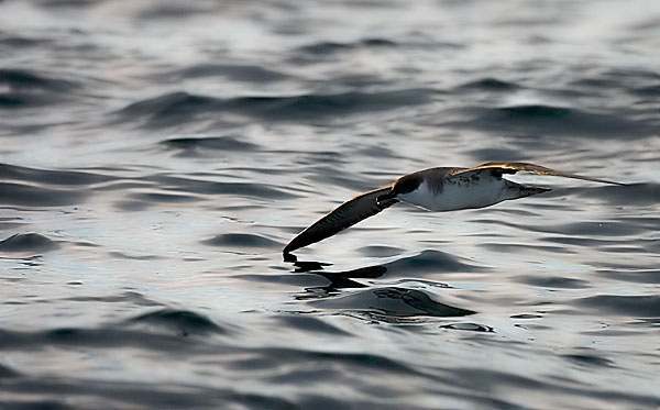 Great shearwater