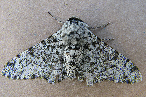 peppered moth