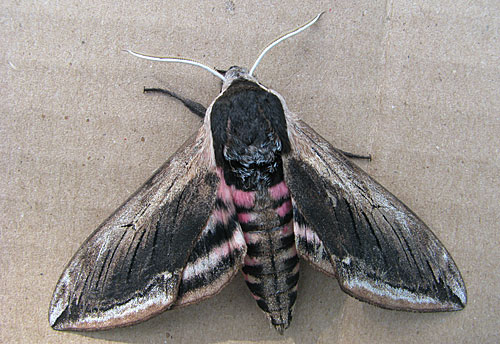 privet hawk moth
