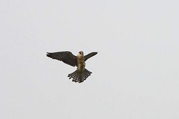 red-footed falcon