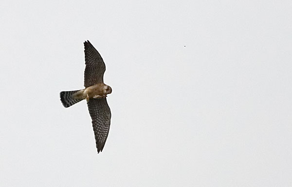 red-footed falcon