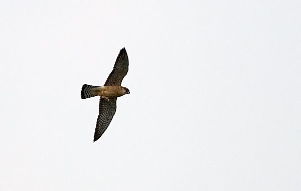 red-footed falcon