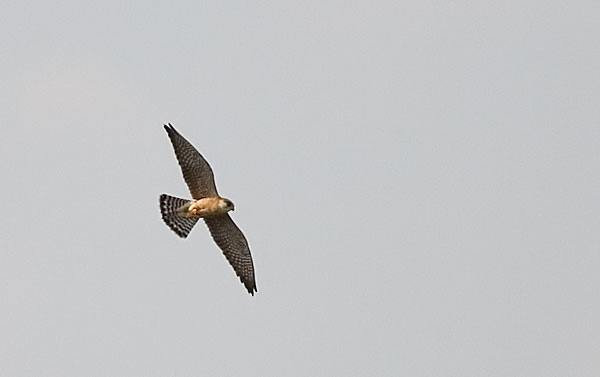 red-footed falcon