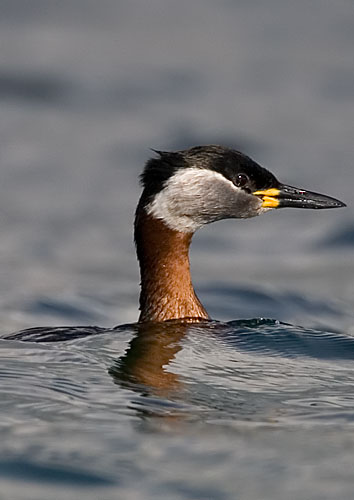 red-necked grebe