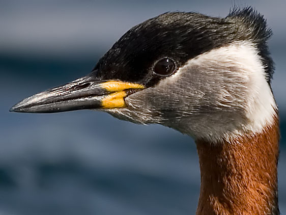 red-necked grebe