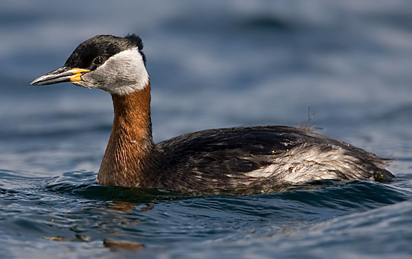 red-necked grebe