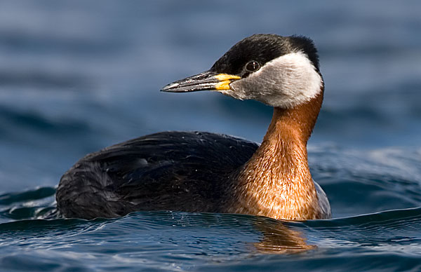 red-necked grebe