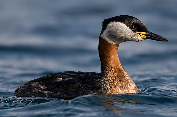 red-necked grebe