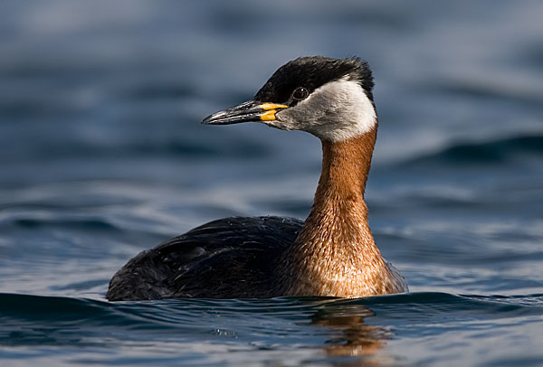 red-necked grebe