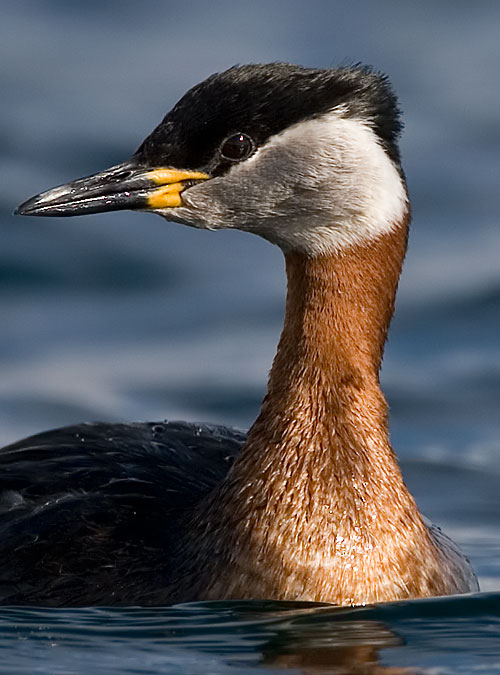 red-necked grebe