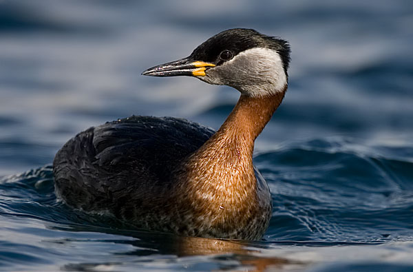 red-necked grebe