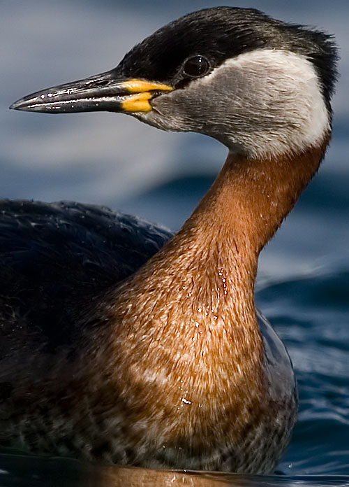 red-necked grebe