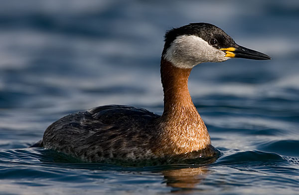 red-necked grebe