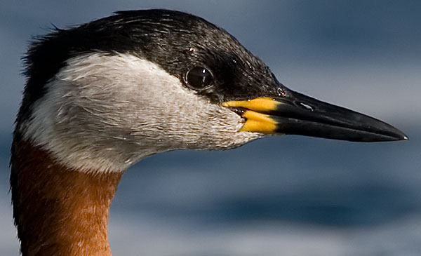 red-necked grebe